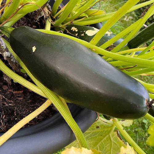 Zucchini-Wettbewerb