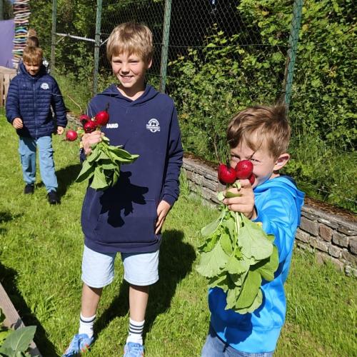 Buben mit geernteten Radieschen