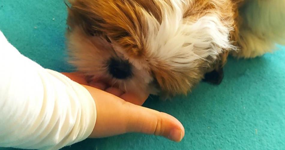 Tierischer Besuch in der 3b