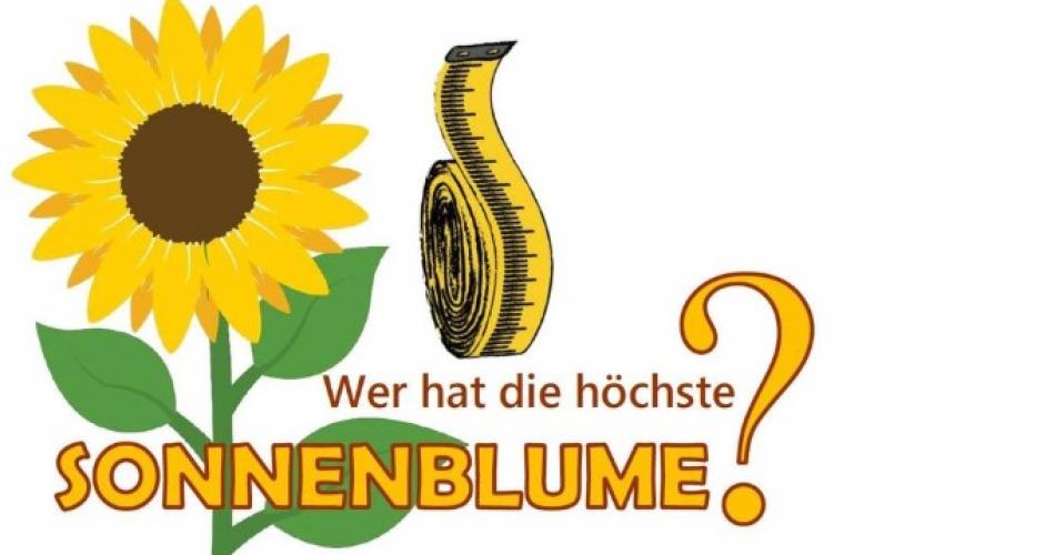 Sonnenblume